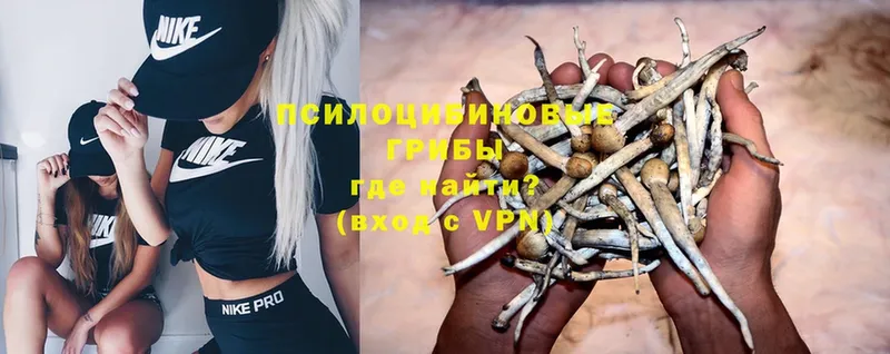 Галлюциногенные грибы Psilocybe  OMG ссылка  Крымск 